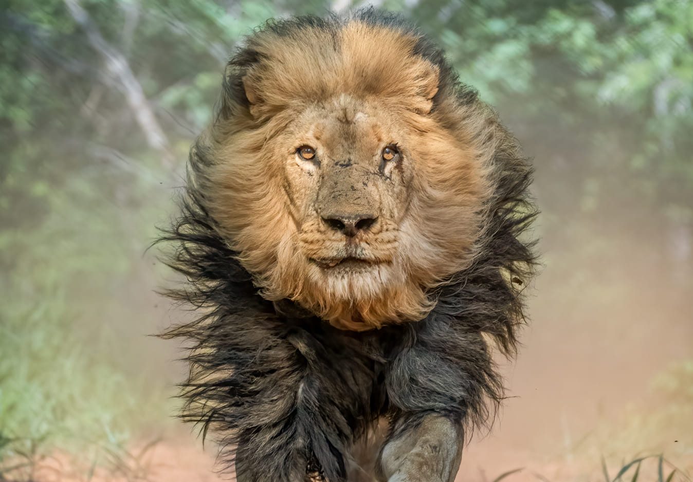 lion-charging-victoria-falls-wildlife-photography-project