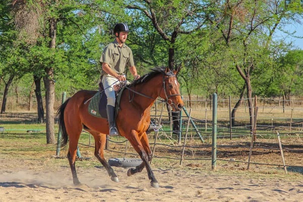 horse-schooling-project-victoria-falls